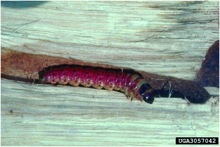 Carpenterworm larva has a purple body with black dots.