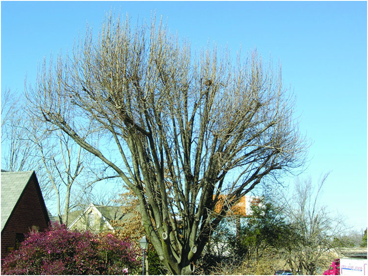 A tree that has developed weak “epicormic” shoots following severe pruning or “topping.”