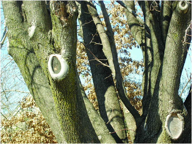 An example of desirable callus buildup following proper pruning of several limbs.