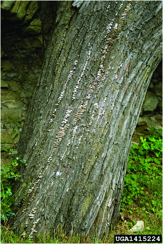 Sapwood decay caused by the fungus Schizphyllum commune.