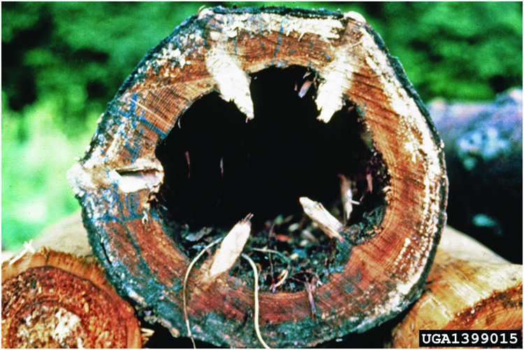 Heartwood decay caused by fungi of Stereum spp.