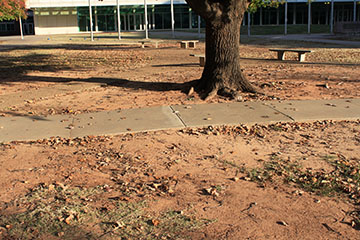 Bare ground with no grass and a sidewalk under a tree.