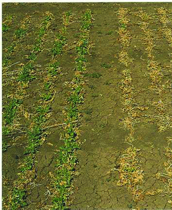 Two varieties of canola showing the difference between winter survival.