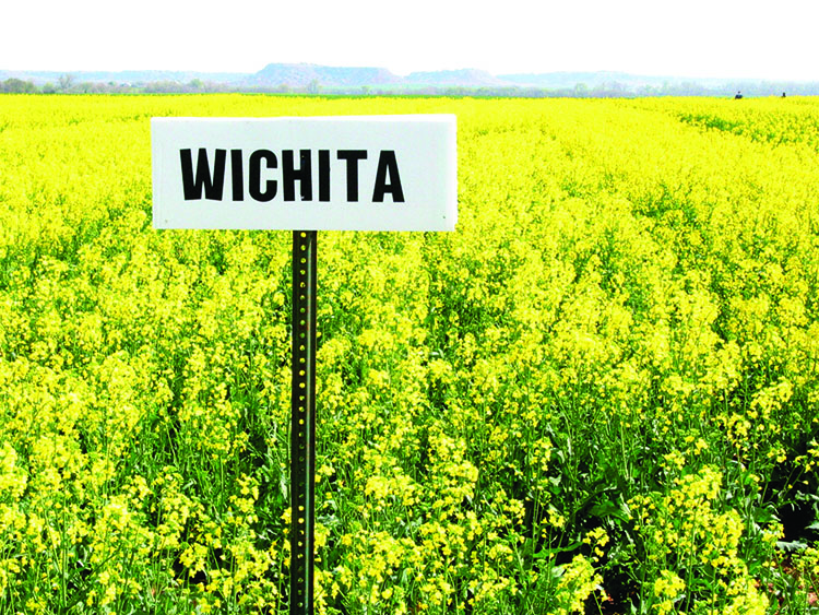 Field of canola with a sign that reads "Wichita."