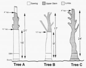 Tree limbs