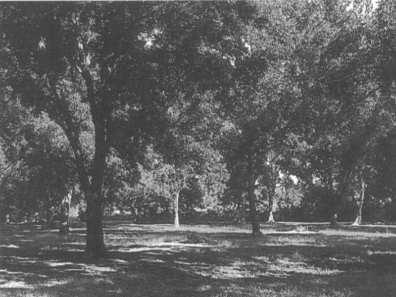 Trees in a grassy area with full leaves.