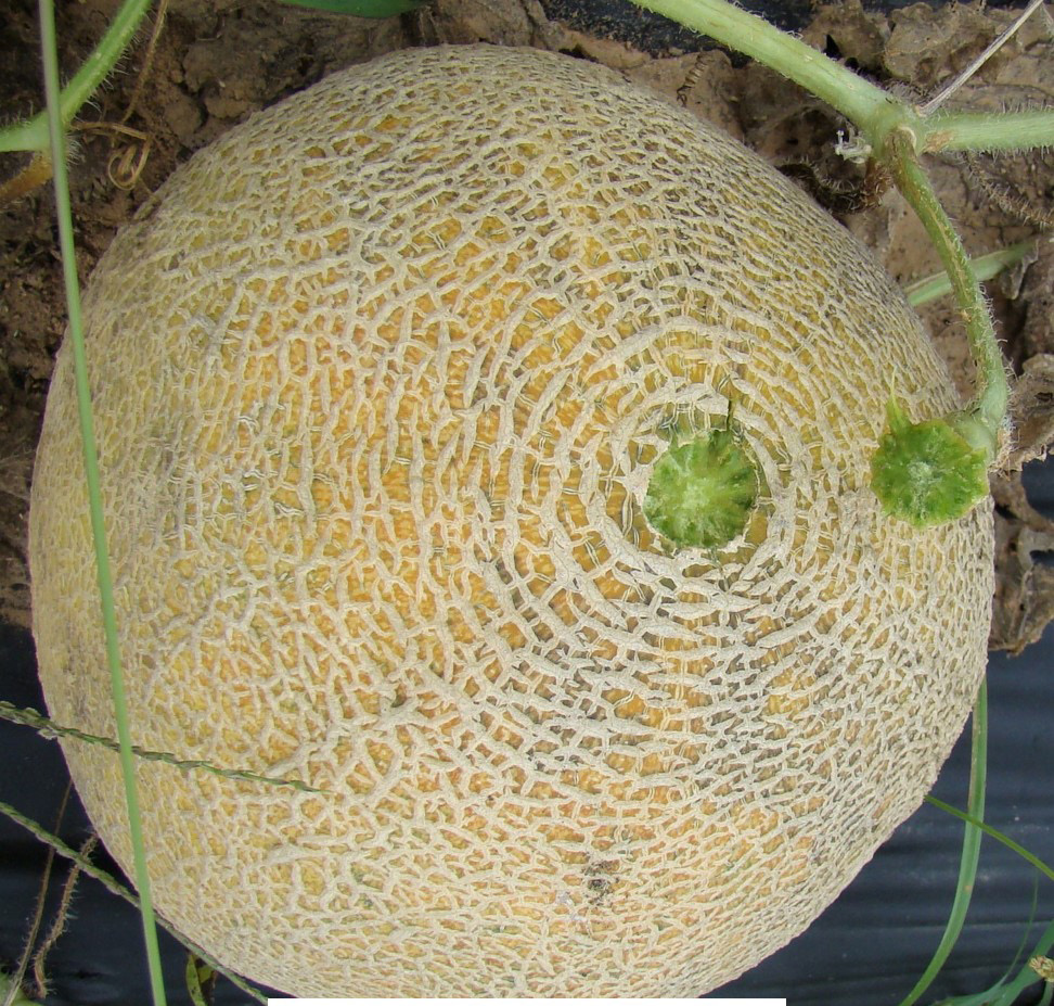 cantaloupe plant stages