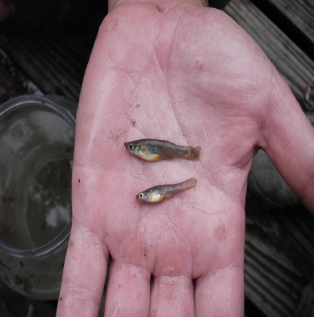 Two Mosquitofish in the palm of a hand.