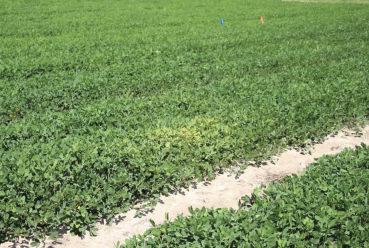 A field of green leaves for peanut growth with a light tan colored line running through the middle.