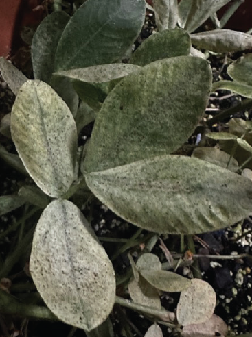 A close up of light yellow and silvery leaves with black spots on the leaves to indicate light spider mite infestation.