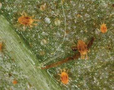 A close up of several orange twospotted spider mites on a green leaf.