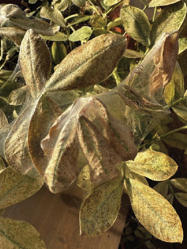 A close up of yellow-brown leaf discoloration and white webbing on a group of leaves to indicate heavy spider mite infestation.