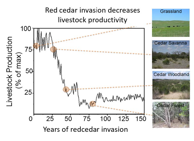 mixed-species-grazing-a-potential-opportunity-to-improve-rangeland