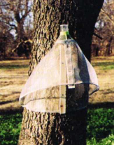 The circle trap devised by Edmund Circle, Kansas pecan grower