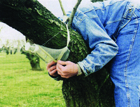 Attach the screen trap to fruit trees using rubber strapping or baling twine