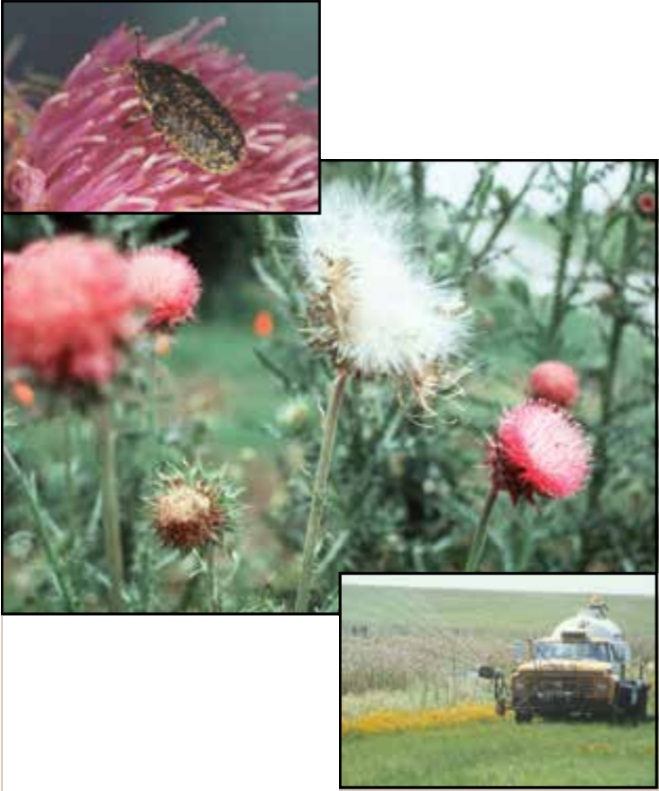 Collage of thistles. Collage of thistles.
