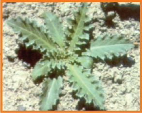 Plant: thistle rosettes