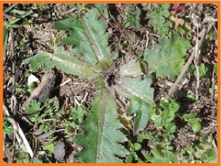 Thistle rosettes in poor health