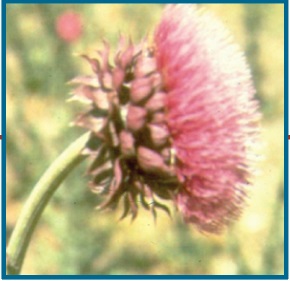 A pink thistle.