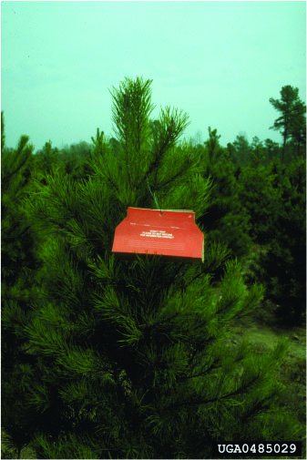 Nantucket pine tip moth pheromone trap. 
