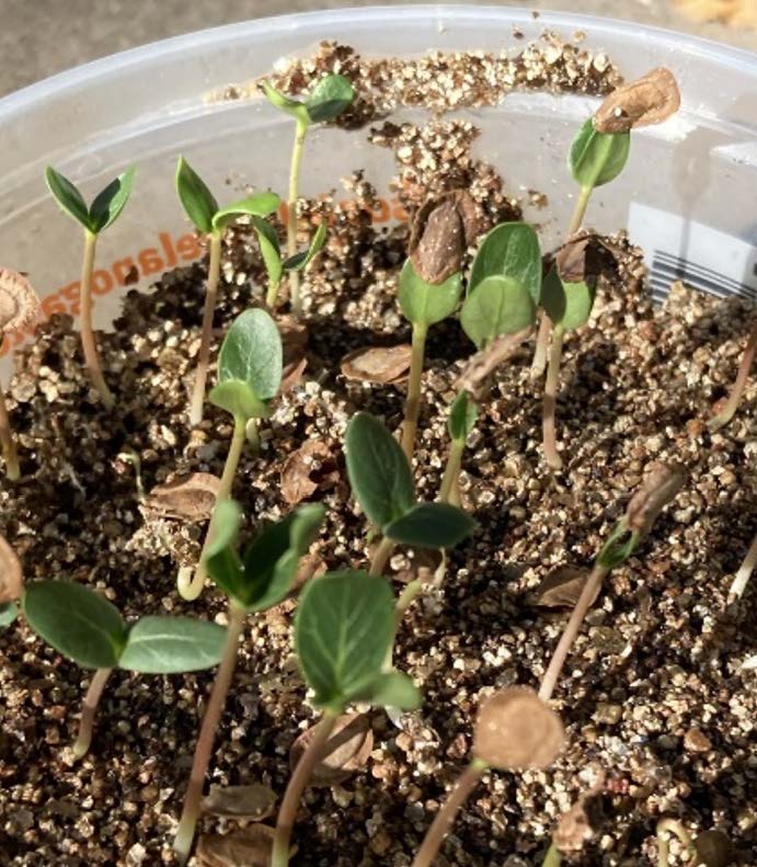 Native Milkweed Germination Guide Oklahoma State University