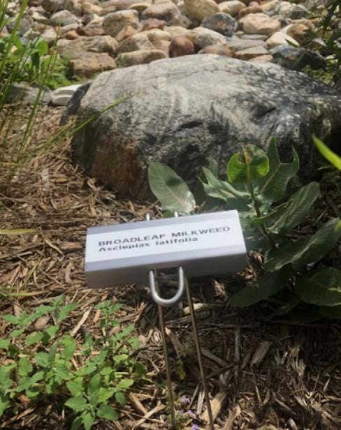 Transplanted milkweed. Photo by Emily Geest, Oklahoma City Zoo.