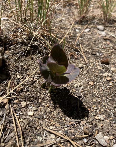 Transplanted milkweed. Photo by David Berman, Oklahoma State University.