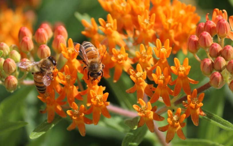 Butterfly milkweed (Asclepias tuberosa) with honey bees (Apis mellifera). Photo by David Hillock, Oklahoma State University.