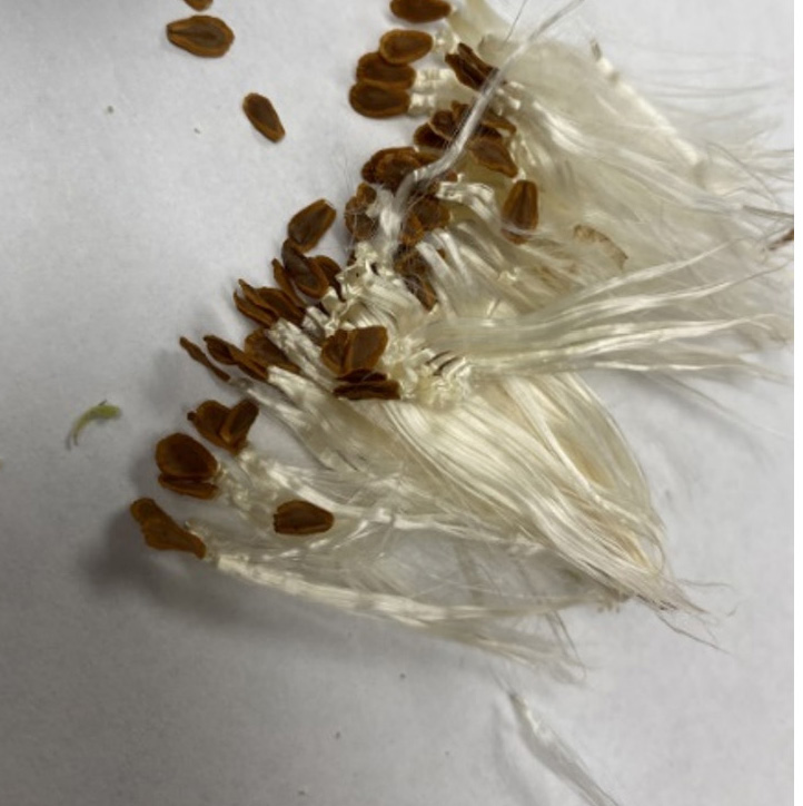 The seeds are brown and viable and can be removed from the pod.