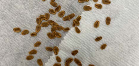 Sprinkle seeds across paper towel. Photo by Peyton Osborne, Oklahoma State University.