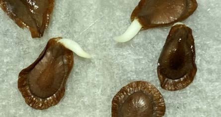 Milkweed seeds germinating. Photo by David Berman, Oklahoma State University.