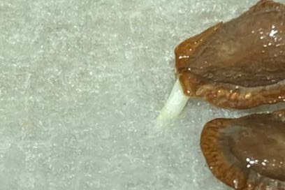 Milkweed seed germinating with root tip growing into towel. Photo by David Berman, Oklahoma State University.