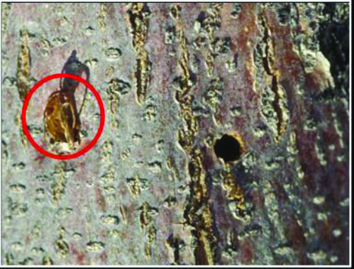Pupae are exposed from trunk and adults emerge from trees, leaving behind ¼-inch, circular exit holes