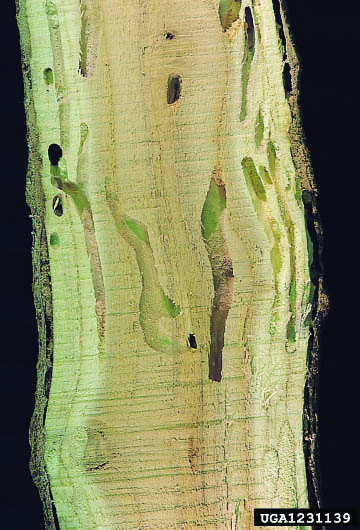 Larvae on a tree trunk