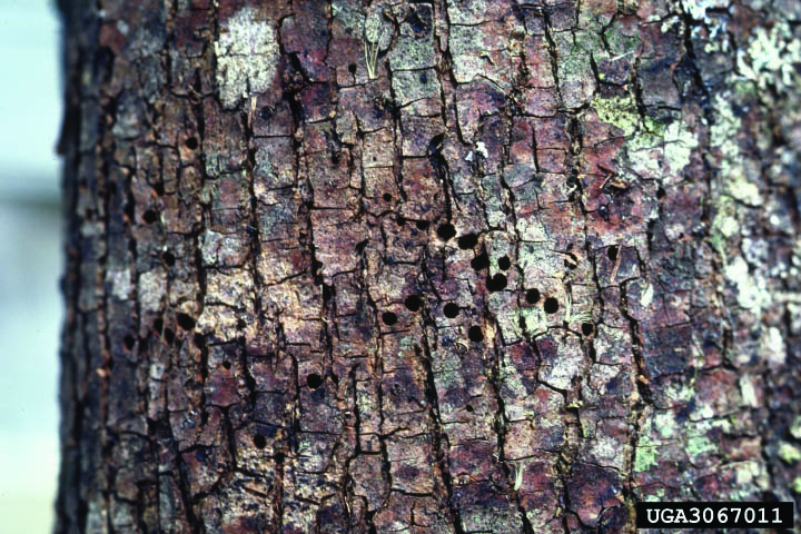 Bark of infested trees peppered with tiny, round exit holes.