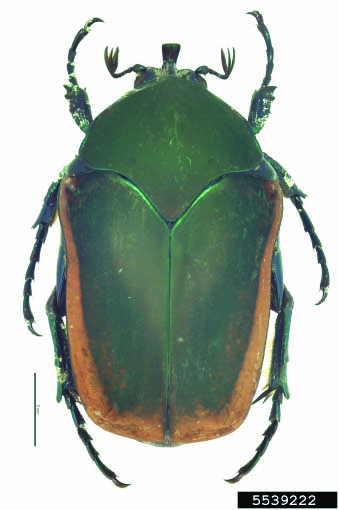 Green June beetle.