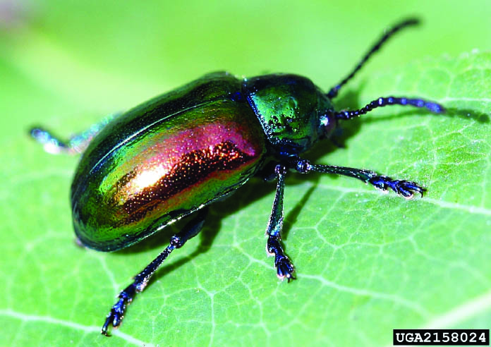  Dogbane beetle.