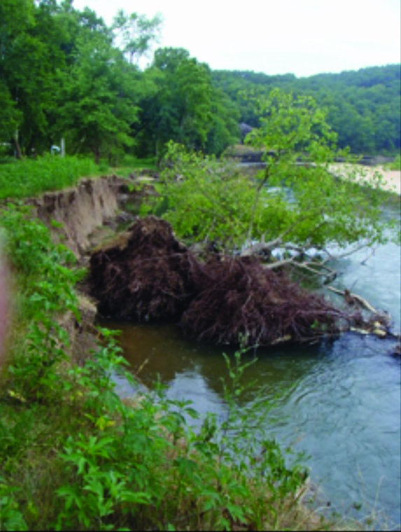 A tree toppling into a river is a sign of a mass bank failure.