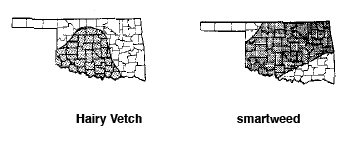 State of Oklahoma showing Hairy Vetch and Smartweed State of Oklahoma showing Hairy Vetch and Smartweed