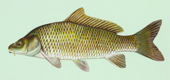 Common Carp fish.
