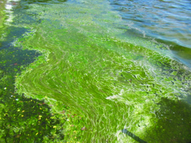 Planktonic algae.