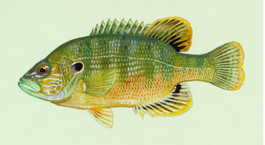Green Sunfish.