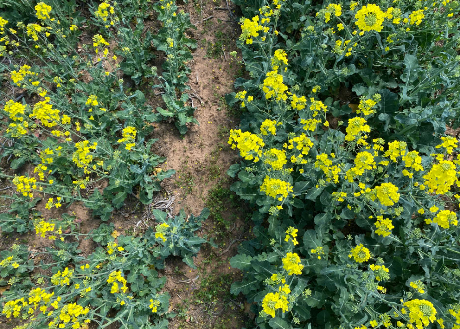 A top view of yellow Canola.
