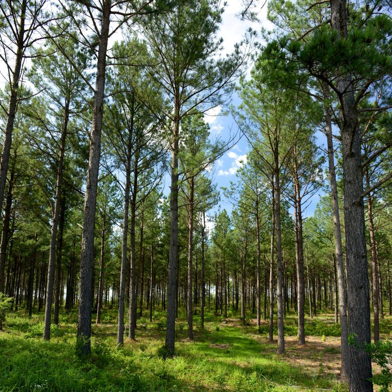 A Forest with pine trees. A forest with tall green pine trees.