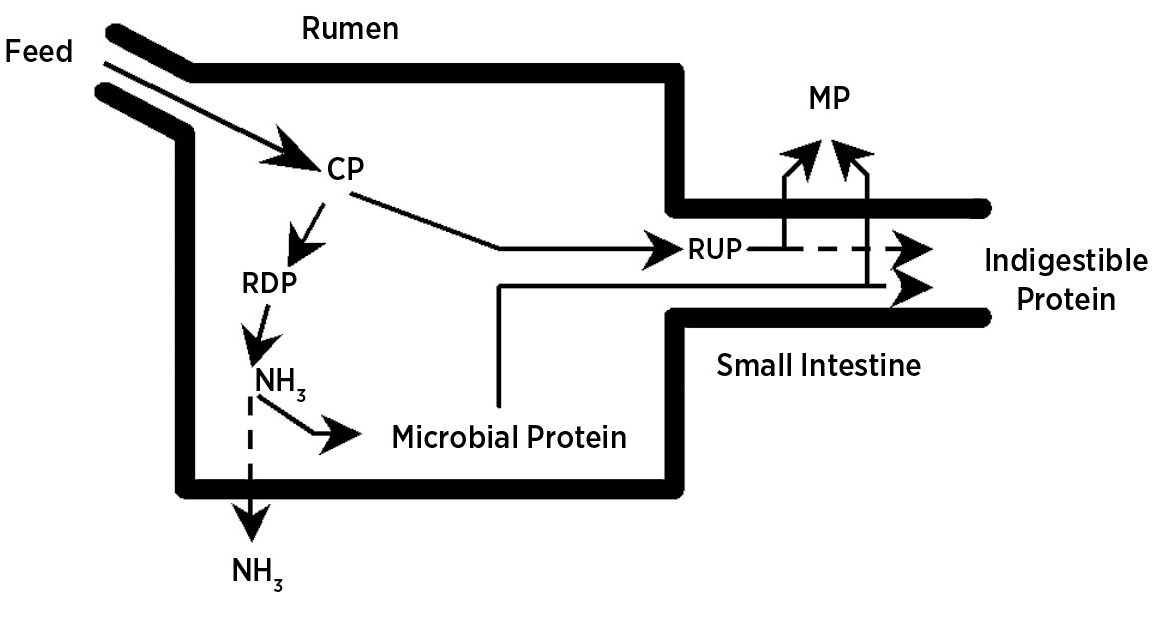 Simple Illustration of protein digestion and absorption in the ruminant.