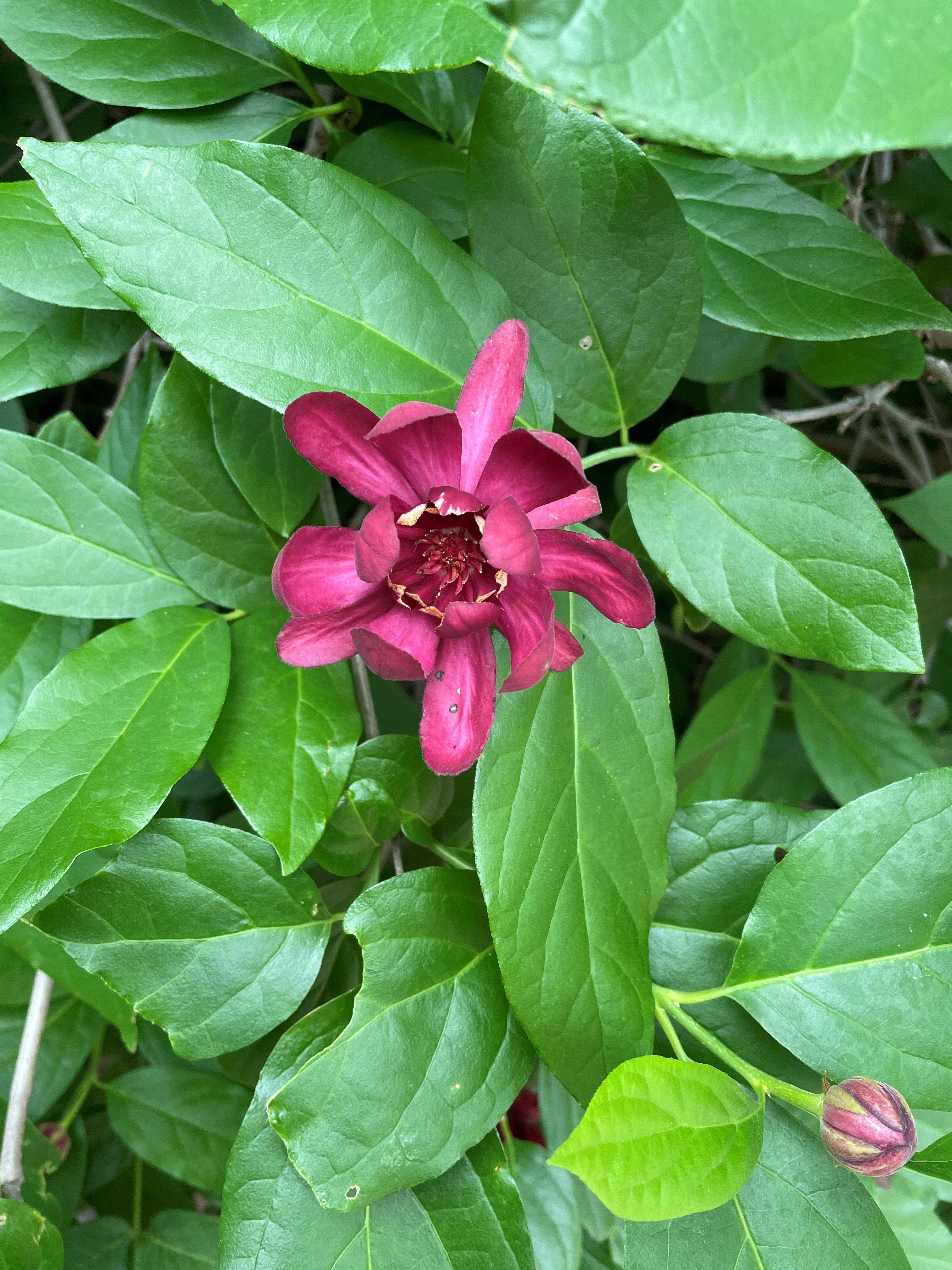 Pink petals making a flower with pink pistils.