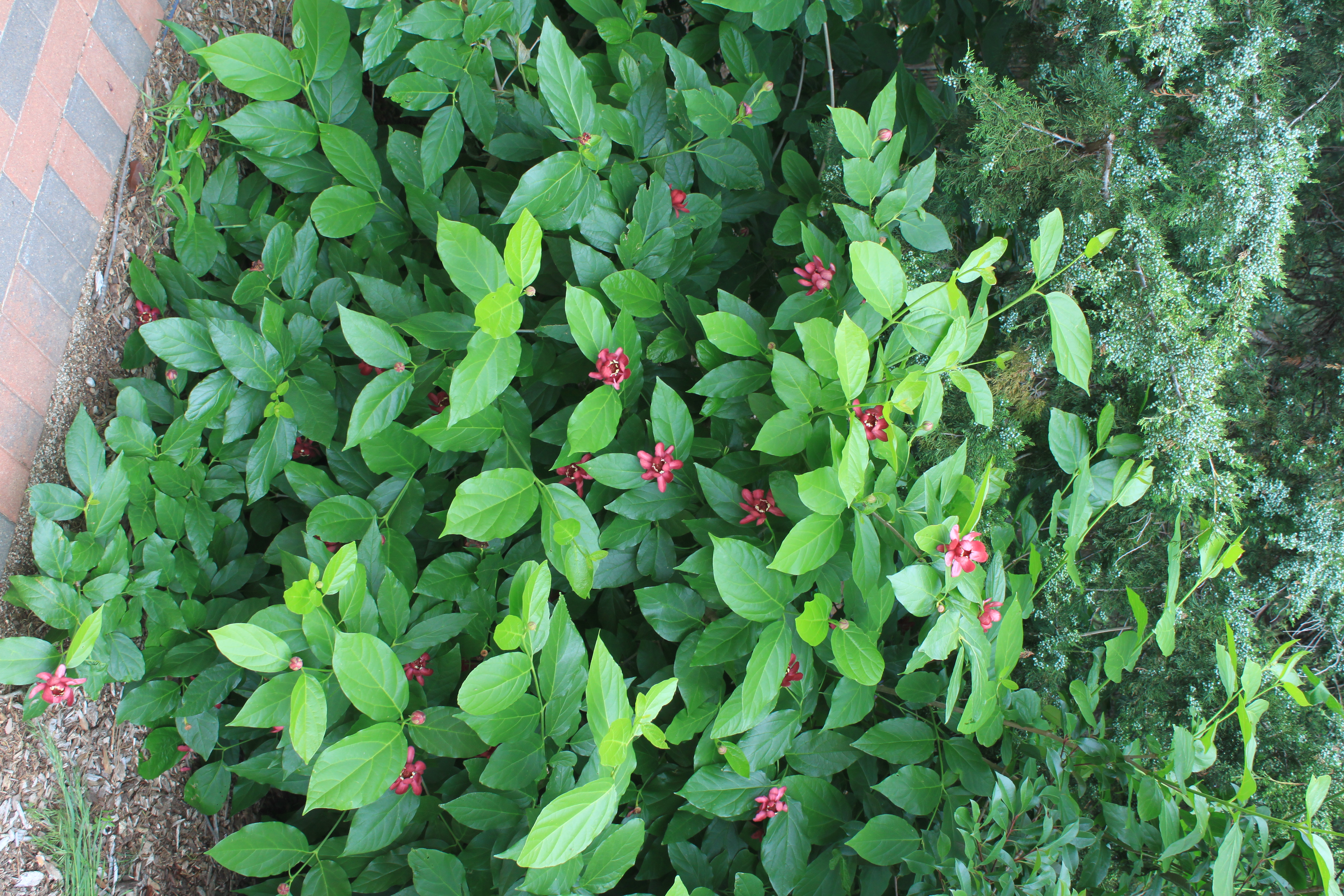 Pink flowers spread across clusters of green leaves in an allspice or sweetshrub, that is in a garden with other plants.