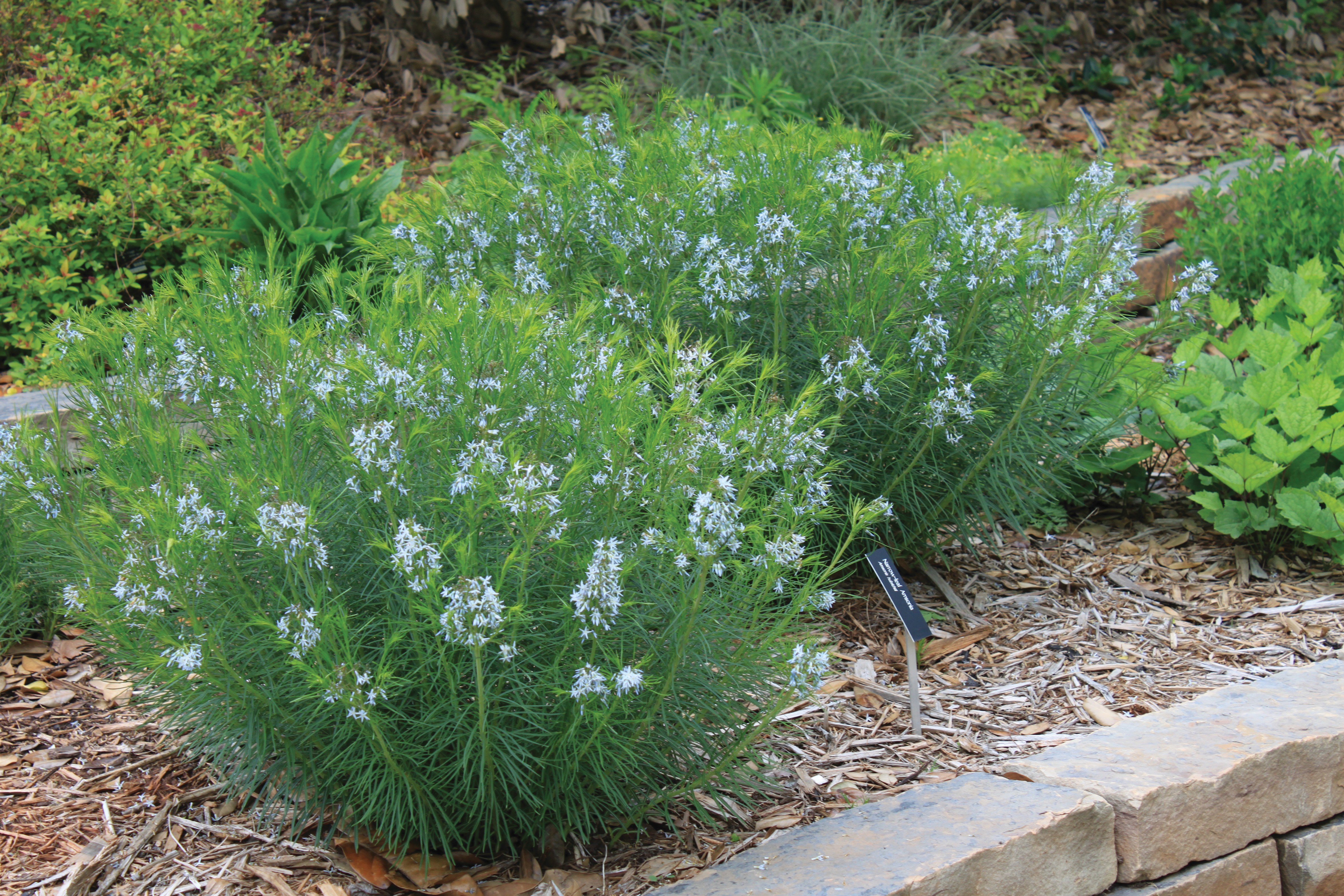 An Arkansas bluestar perennial plant with sky-blue and star-shaped flowers poking out amongst the needle-like stems in a garden.