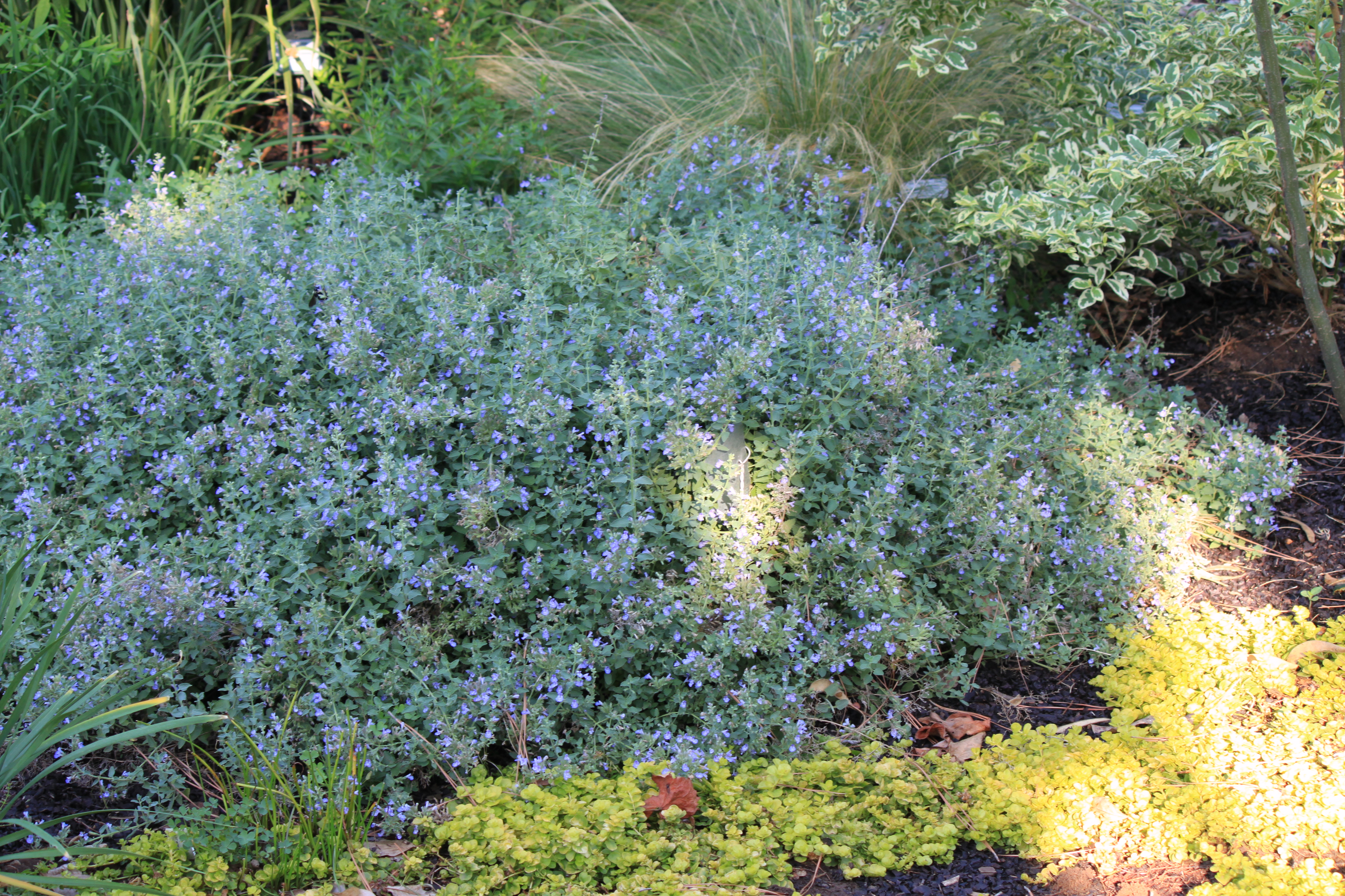 A mound-like bush of catmint that has greyish-green leaves and lavender-blue flowers.