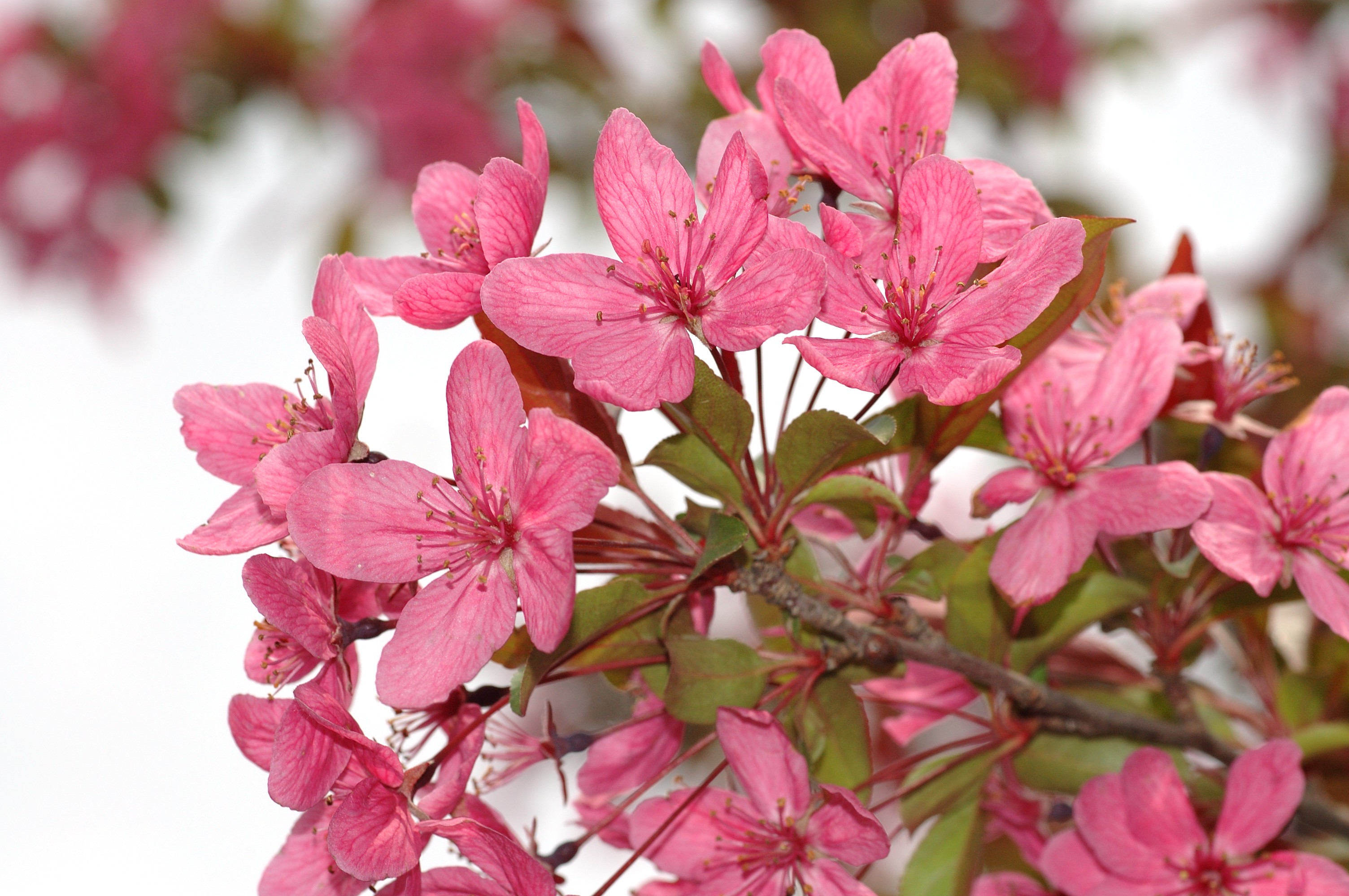 Clusters of pink flowers that have five petals each in the shape of a star, blooming from a crabapple tree in a field of green grass.